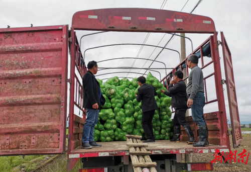 天游ty8检测中心官方登录驻村工作队：情系菜农拓销路，为民解忧暖人心